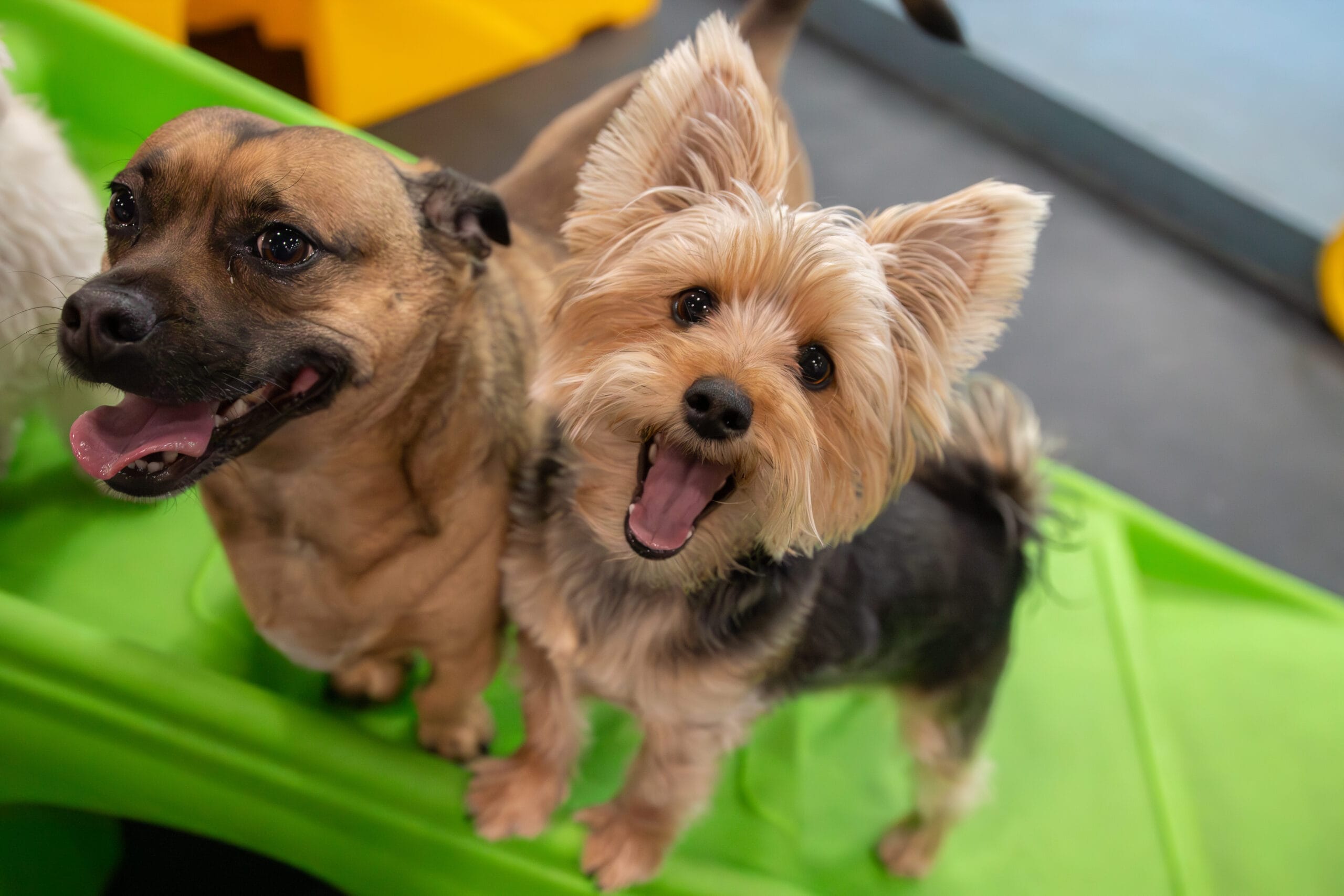 Dog friends at daycare in Edmonton