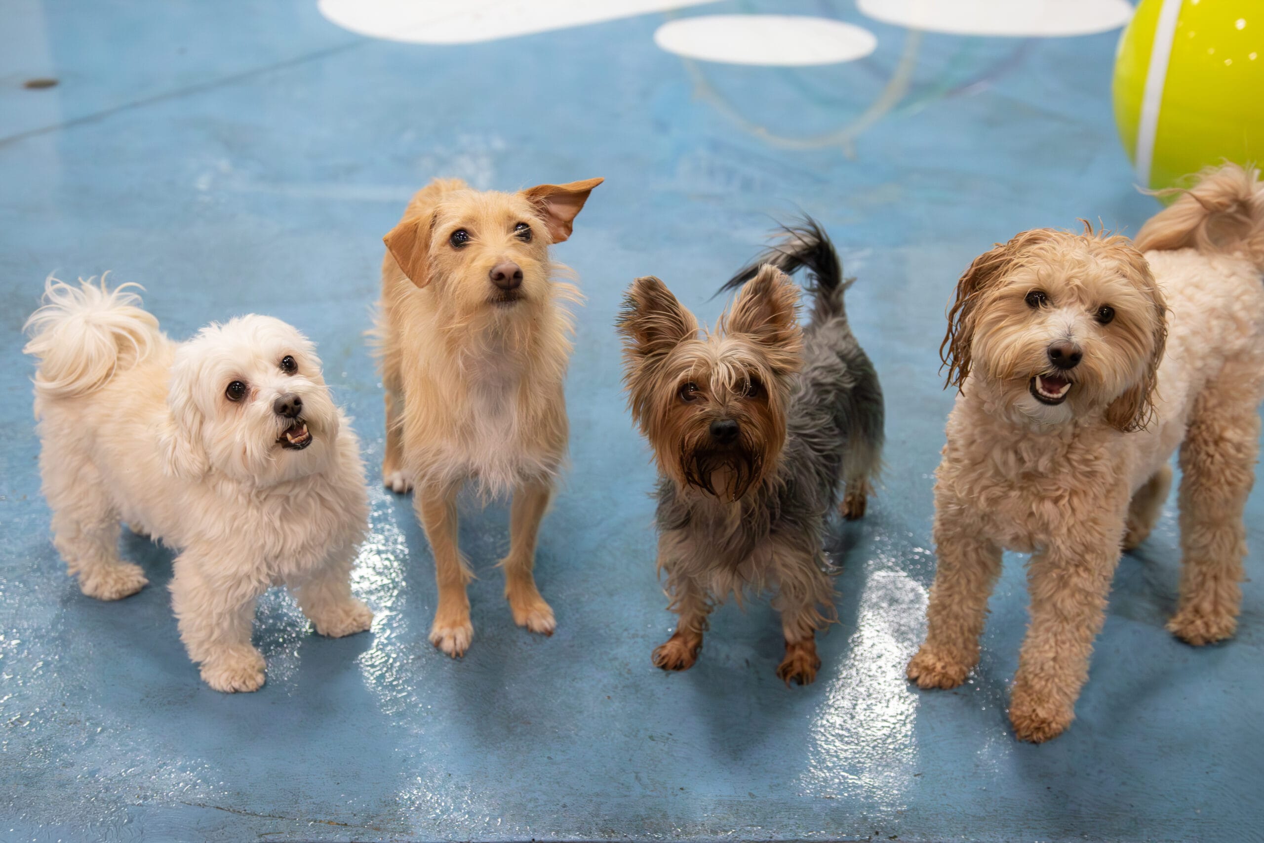 Tiny dogs hanging out in splash park