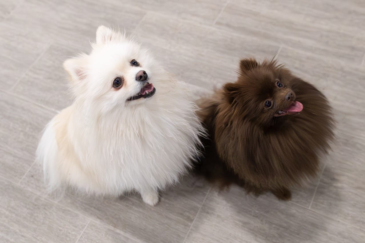 Pomeranian breed meet up at Edmonton Dog Daycare