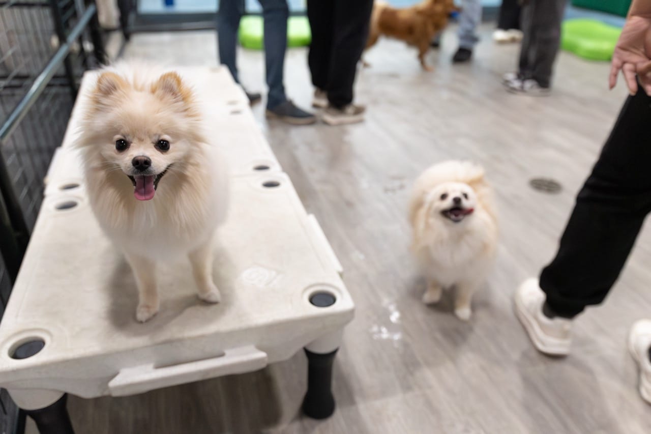 Pomeranian meeting in supervised daycare in Edmonton