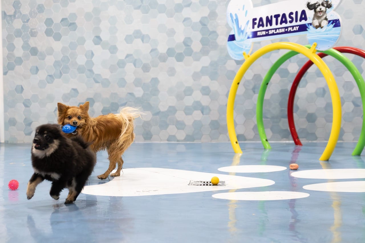 Pomeranians playing at breed meeting in Edmonton